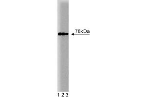 Western blot analysis of BiP on HepG2 cell lysate. (GRP78 antibody  (AA 525-628))