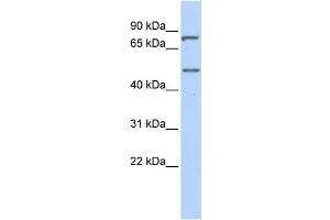 Western Blotting (WB) image for anti-Zinc Finger Protein 252 (ZNF252) antibody (ABIN2457920)