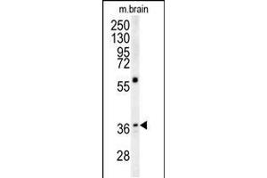 Western blot analysis in mouse brain tissue lysates (15ug/lane). (MAPRE1 antibody  (N-Term))