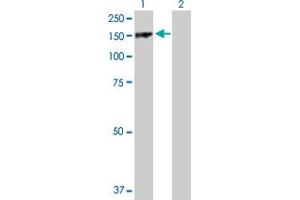 Western Blot analysis of PARD3 expression in transfected 293T cell line by PARD3 MaxPab polyclonal antibody. (PARD3 antibody  (AA 1-1340))