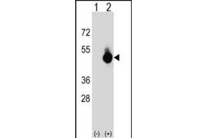 Western blot analysis of BAT4 (arrow) using rabbit polyclonal BAT4 Antibody (C-term) (ABIN652667 and ABIN2842448). (BAT4 antibody  (C-Term))