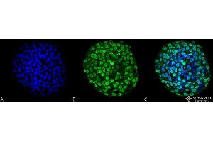 Immunocytochemistry/Immunofluorescence analysis using Mouse Anti-CENP-A Monoclonal Antibody, Clone 5A7-2E11 .