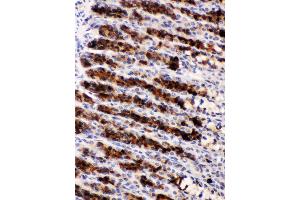 Nucleobindin 2 was detected in paraffin-embedded sections of rat gaster tissues using rabbit anti- Nucleobindin 2 Antigen Affinity purified polyclonal antibody at 1 μg/mL. (NUCB2 antibody  (AA 25-106))