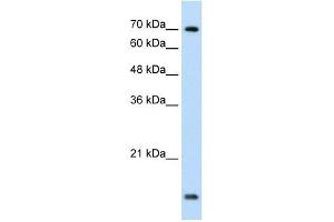UBE2L3 antibody used at 1.