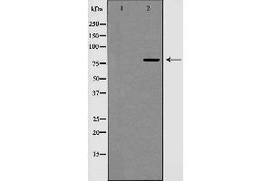 Western blot analysis of Cyclin F expression in extracts from HeLa cells. (Cyclin F antibody  (C-Term))