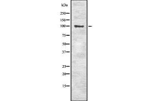 Western blot analysis of SLC4A1 using RAW264. (Band 3/AE1 antibody  (Internal Region))
