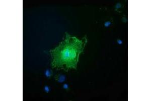 Anti-FAM84B mouse monoclonal antibody (ABIN2453037) immunofluorescent staining of COS7 cells transiently transfected by pCMV6-ENTRY FAM84B (RC207996). (FAM84B antibody)