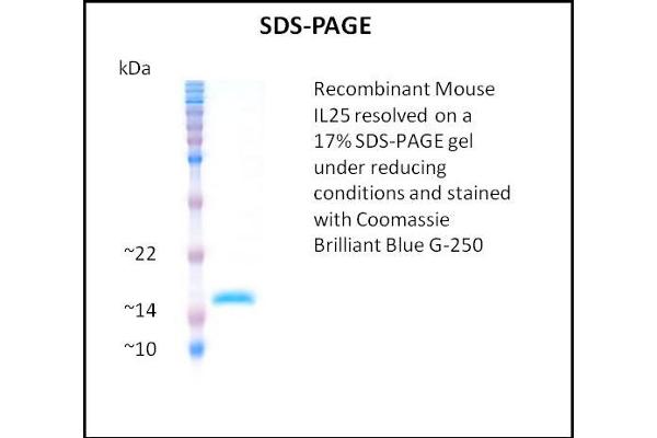 IL-25 Protein