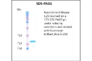 SDS-PAGE (SDS) image for Interleukin 25 (IL25) (Active) protein (ABIN5509409) (IL-25 Protein)