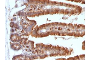 Formalin-fixed, paraffin-embedded Mouse Small Intestine stained with ODC1 MAb (ODC1/487) (ODC1 antibody)
