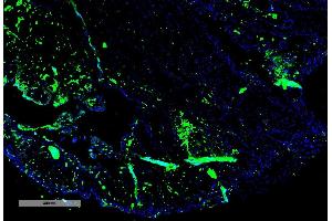 Immunohistochemistry analysis using Mouse Anti-Parvalbumin Monoclonal Antibody, Clone C12 (ABIN6951999). (PVALB antibody  (Atto 594))