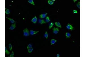Immunofluorescence staining of Hela cells with ABIN7159440 at 1:50, counter-stained with DAPI.