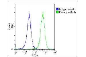 Overlay histogram showing HeLa cells stained with (ABIN6242256 and ABIN6578832)(green line). (Calnexin antibody  (AA 560-592))