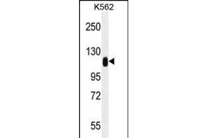 TRIM28 Antibody (N-term) (ABIN655811 and ABIN2845236) western blot analysis in K562 cell line lysates (35 μg/lane). (KAP1 antibody  (N-Term))