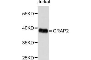 Western blot analysis of extracts of Jurkat cells, using GRAP2 antibody. (GRAP2 antibody)
