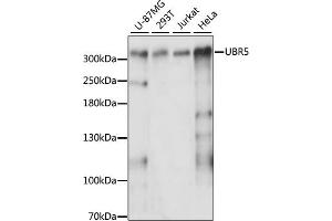 Western blot analysis of extracts of various cell lines, using UBR5 antibody (ABIN6130925, ABIN6149863, ABIN6149864 and ABIN6217944) at 1:3000 dilution. (UBR5 antibody  (AA 550-760))