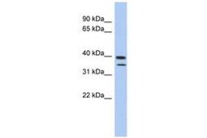 C4ORF23 antibody  (AA 427-476)