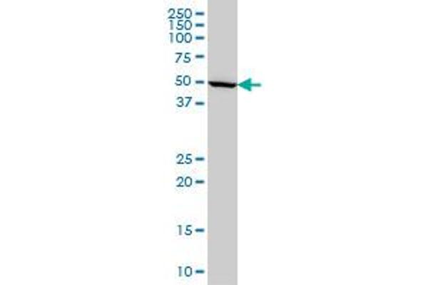 IMPDH1 antibody  (AA 201-300)