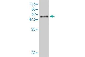 Western Blot detection against Immunogen (53. (ASB9 antibody  (AA 1-252))