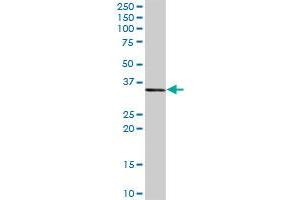 CEBPE MaxPab rabbit polyclonal antibody. (CEBPE antibody  (AA 1-281))