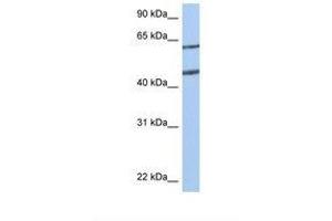 Image no. 1 for anti-Netrin 4 (NTN4) (AA 110-159) antibody (ABIN6738592) (Netrin 4 antibody  (AA 110-159))