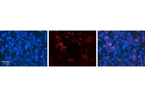 NOMO1 antibody - C-terminal region (ARP54998_P050) Catalog Number: ARP54998_P050  Formalin Fixed Paraffin Embedded Tissue: Human Pineal Tissue  Observed Staining: Cytoplasm in Human Pineal Tissue Primary Antibody Concentration: 1:600  Secondary Antibody: Donkey anti-Rabbit-Cy3  Secondary Antibody Concentration: 1:200  Magnification: 20X  Exposure Time: 0. (NOMO1 antibody  (C-Term))