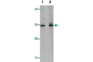 Western blot analysis of HepG2 cells with RSRC1 polyclonal antibody  at (Lane 1) 1 and (Lane 2) 2 ug/mL dilution.