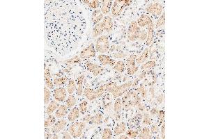 Immunohistochemical analysis of paraffin-embedded human kidney tissue using (ABIN651547 and ABIN2840295) performed on the Leica® BOND RXm.
