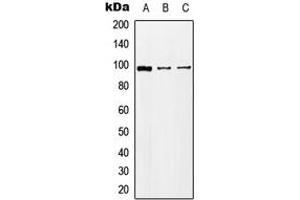 Western blot analysis of KA2 expression in HEK293T (A), Raw264. (GRIK5 antibody  (C-Term))