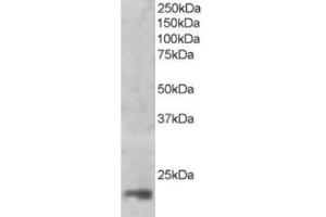 Western Blotting (WB) image for anti-Mago-Nashi Homolog (MAGOH) (C-Term) antibody (ABIN2465918) (MAGOH antibody  (C-Term))