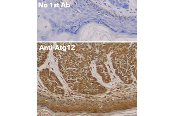 ATG12 antibody  (N-Term)