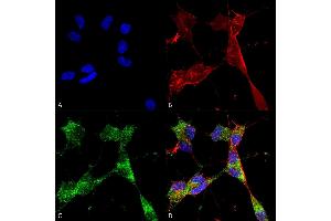 Immunocytochemistry/Immunofluorescence analysis using Mouse Anti-PINK1 Monoclonal Antibody, Clone S4-15 (ABIN1741109). (PINK1 antibody  (AA 112-496) (Atto 488))