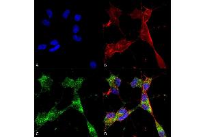 Immunocytochemistry/Immunofluorescence analysis using Mouse Anti-PINK1 Monoclonal Antibody, Clone S4-15 (ABIN1741109).