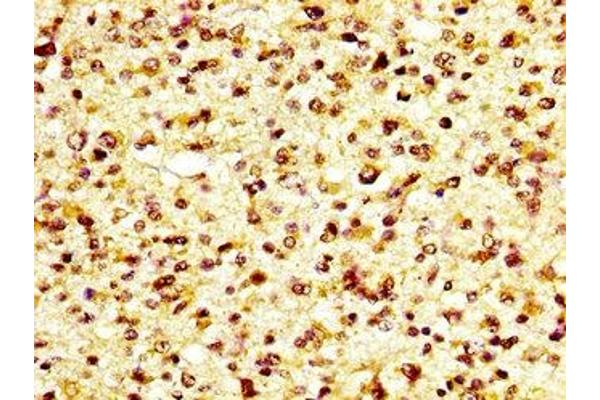 GP6 antibody  (AA 115-265)