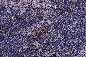 ABIN6267639 at 1/200 staining human lymph node tissue sections by IHC-P. (PIN1 antibody  (pSer16))