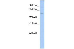 WB Suggested Anti-TANK Antibody Titration:  0. (TANK antibody  (N-Term))