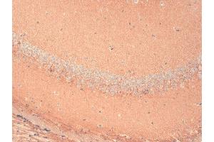 Immunohistochemistry analysis using Mouse Anti-HCN1 Monoclonal Antibody, Clone S70-28 . (HCN1 antibody  (AA 778-910) (APC))