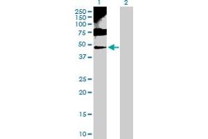 Western Blot analysis of ENO1 expression in transfected 293T cell line by ENO1 MaxPab polyclonal antibody. (ENO1 antibody  (AA 1-434))