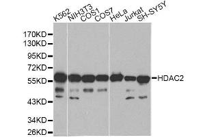 Western blot analysis of extracts of various cell lines, using HDAC2 antibody. (HDAC2 antibody  (C-Term))
