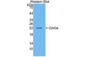 Western blot analysis of recombinant Cow IL18. (IL-18 antibody  (AA 37-193))