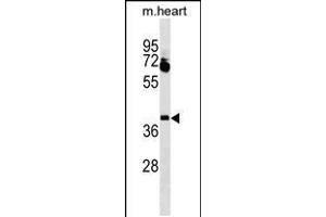 Western blot analysis in mouse heart tissue lysates (35ug/lane). (Lbx1 antibody  (AA 127-155))