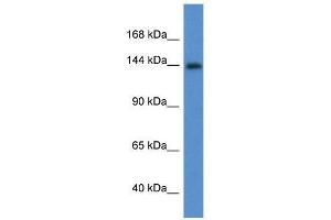 Western Blot showing Insr antibody used at a concentration of 1. (Insulin Receptor antibody  (Middle Region))