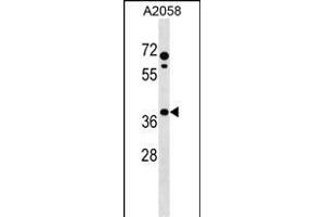 PHLDA1 Antibody (N-term) (ABIN1539191 and ABIN2850276) western blot analysis in  cell line lysates (35 μg/lane).