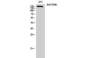 Western Blotting (WB) image for anti-AT Rich Interactive Domain 1B (SWI1-Like) (ARID1B) (Internal Region) antibody (ABIN3183468) (ARID1B antibody  (Internal Region))