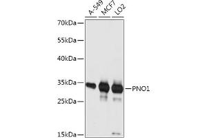Western blot analysis of extracts of various cell lines, using PNO1 antibody (ABIN7269180) at 1:1000 dilution. (PNO1 antibody  (AA 1-252))