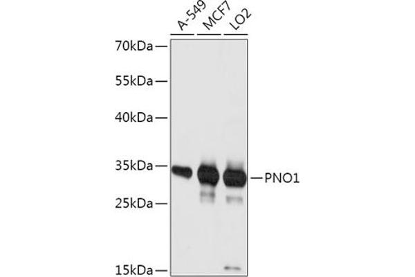 PNO1 anticorps  (AA 1-252)
