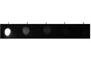 Dot Blot results of Rabbit Anti-Mouse IgG2a Antibody Fluorescein Conjugated. (Rabbit anti-Mouse IgG2a (Heavy Chain) Antibody (FITC) - Preadsorbed)