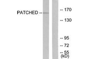 Western blot analysis of extracts from mouse muscle cells, using Patched Antibody.