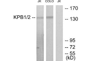 Western blot analysis of extracts from Jurkat cells and COLO205 cells, using KPB1/2 antibody. (KPB1/2 (N-Term) antibody)