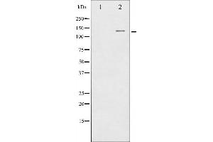 CBL antibody  (Internal Region)